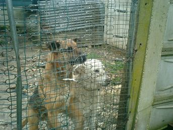 Due cani sequestrati dal Nirda per maltrattamento.