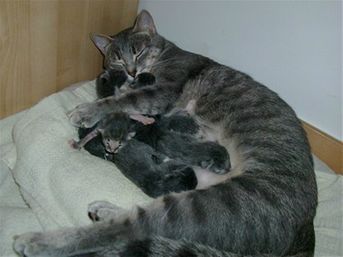La mia Cloè quando ha partorito i miei sei gatti