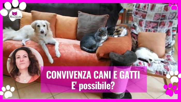 Video sulla convivenza tra cane e gatti in collaborazione con il portale www.miciogatto.it nella sottopagina Video di questo sito (25 aprile 2020)